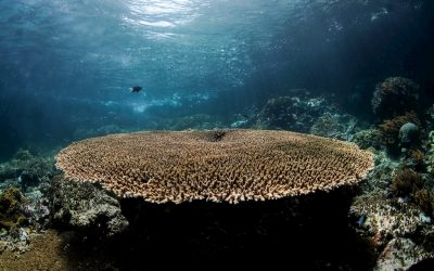 Do I need any experience in marine conservation to participate in a coral reef restoration project in Indonesia?