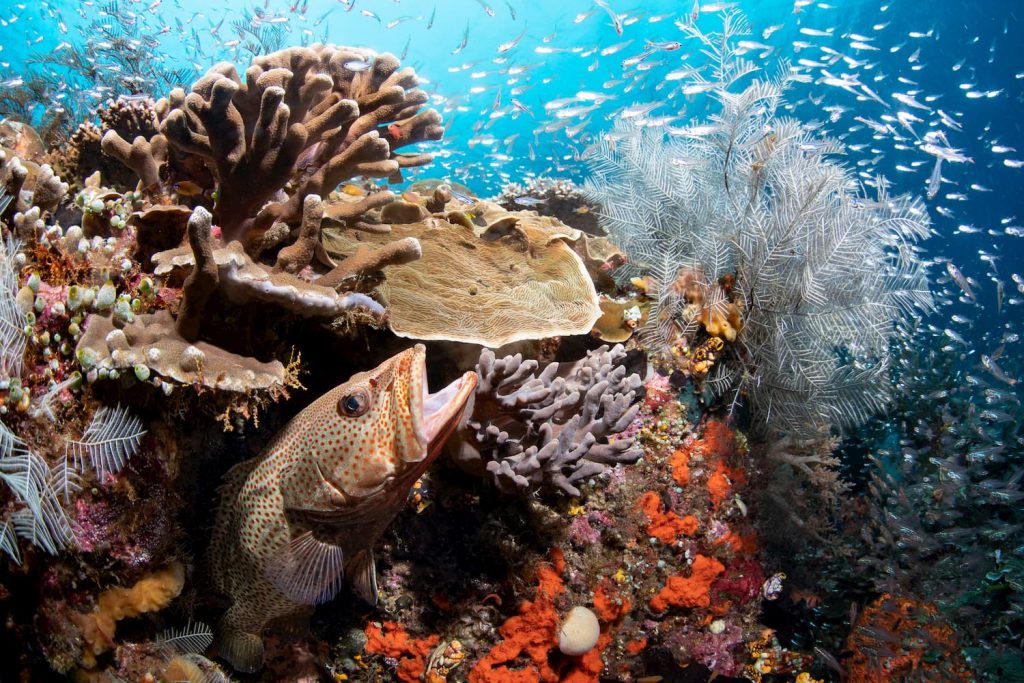 Coral reef formation with the grouper