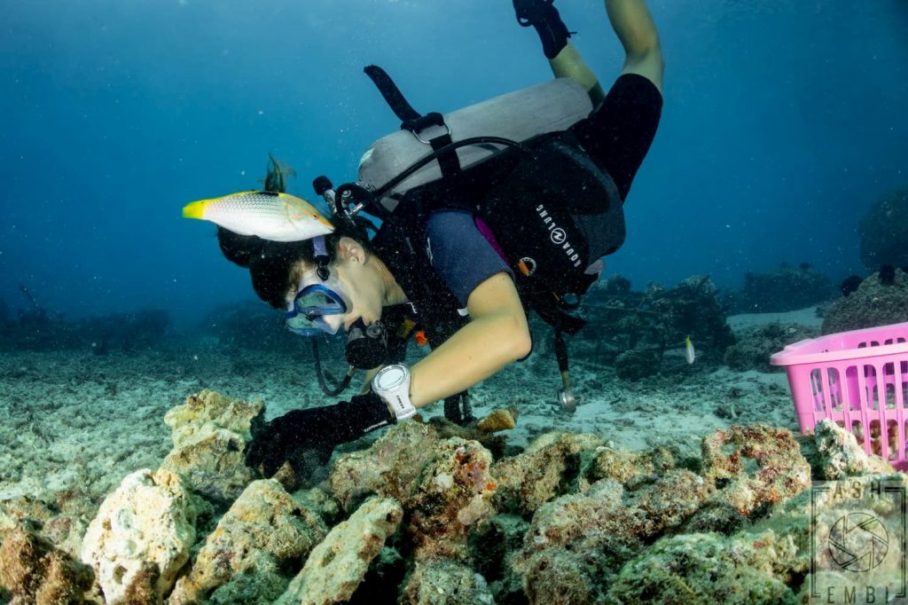 diver, being assisted by wrasse while placing propagated corals to the nursery