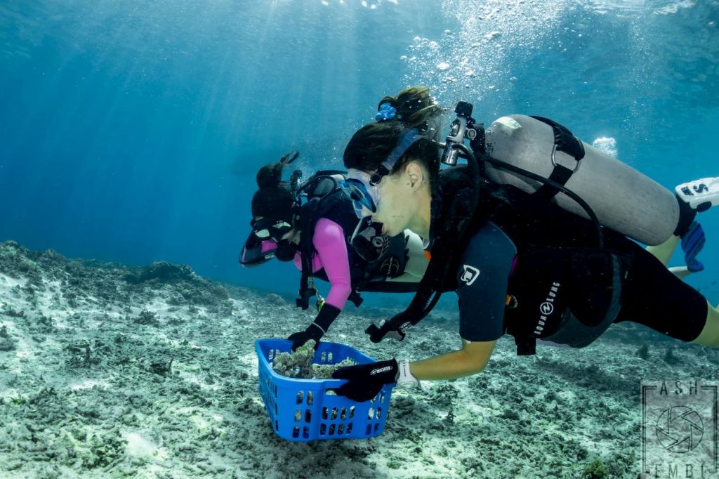 divers getting live rocks for propagation