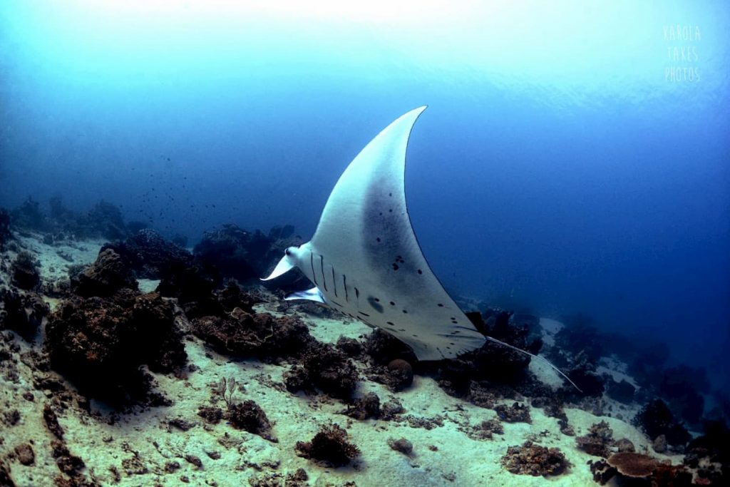 Manta ray feeding on a plankton