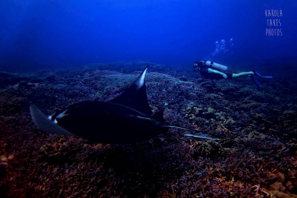 manta ray on a local dive site at gili trawangan