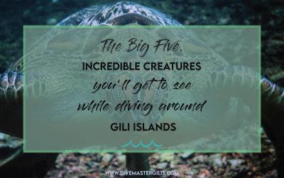 The Big Five. Incredible creatures, you are likely to see while diving around the Gili islands.