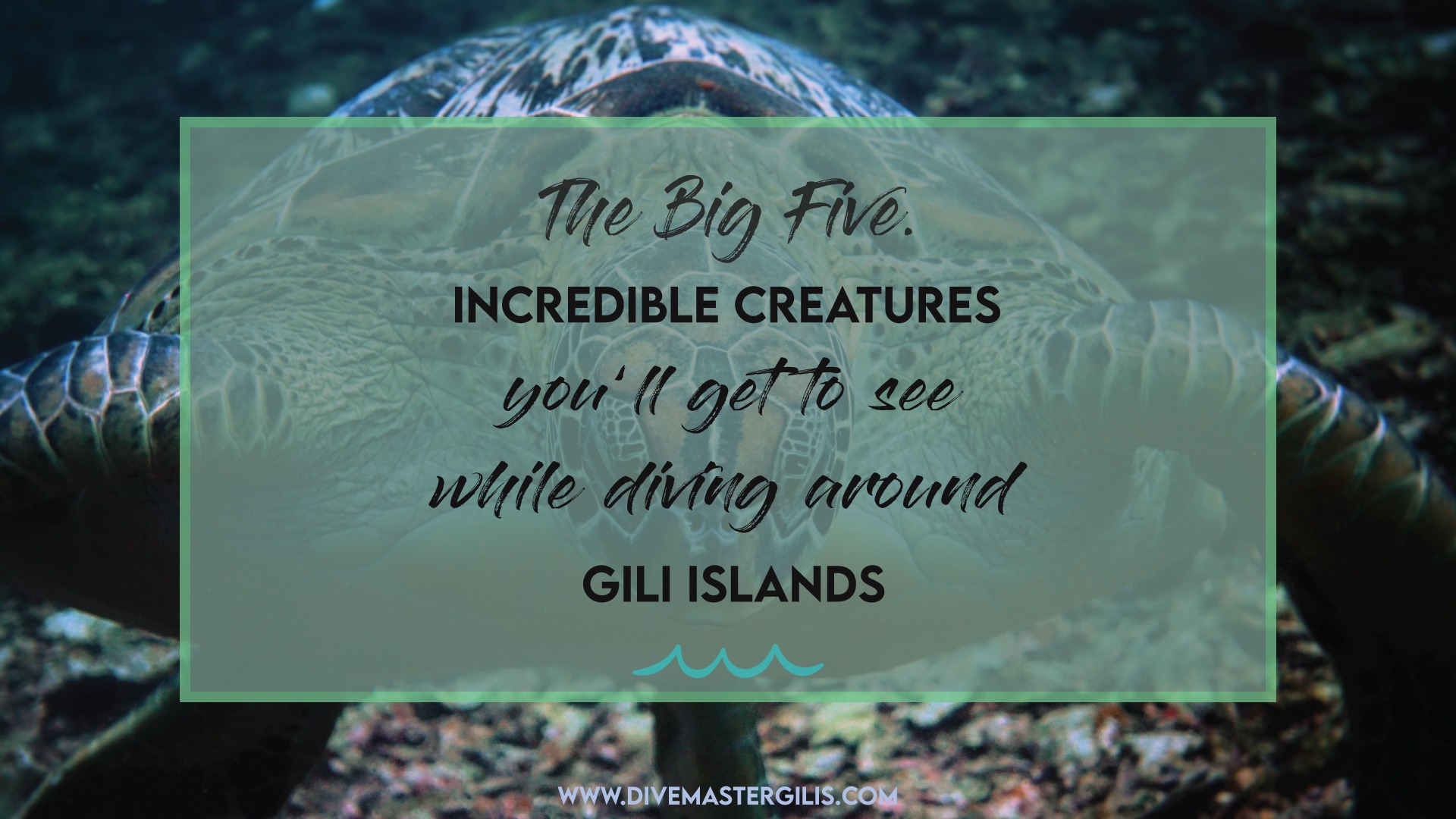 The big Five. Incredible creatures you'll get to see while diving around Gili Islands
