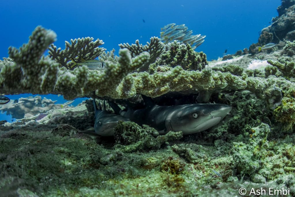 baby white tip reef shark