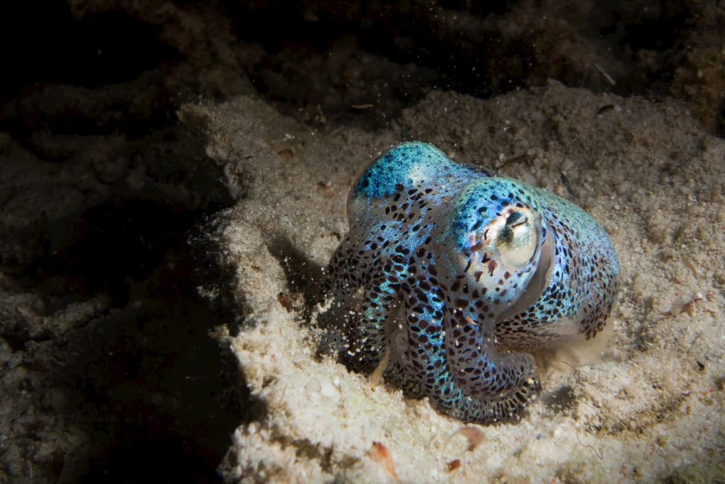 bobtail squid on a night dive