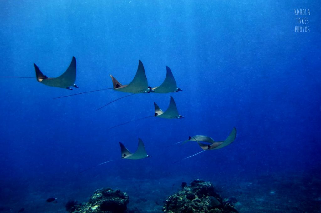 mobula reys or devil rays