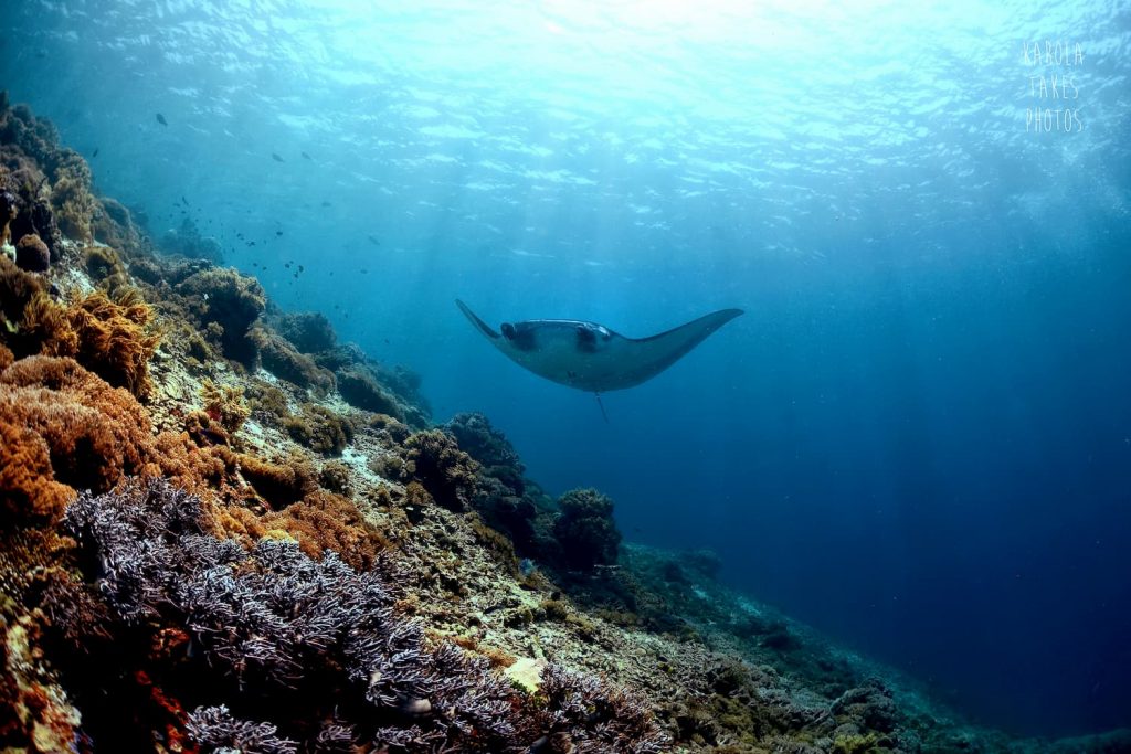 Manta ray Komodo Indonesia