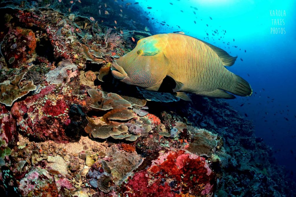 napoleon wrasse