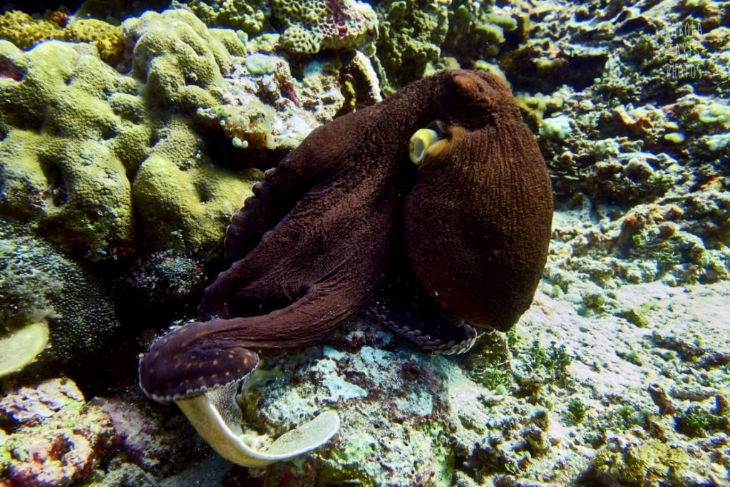 octopus hunting on the reef