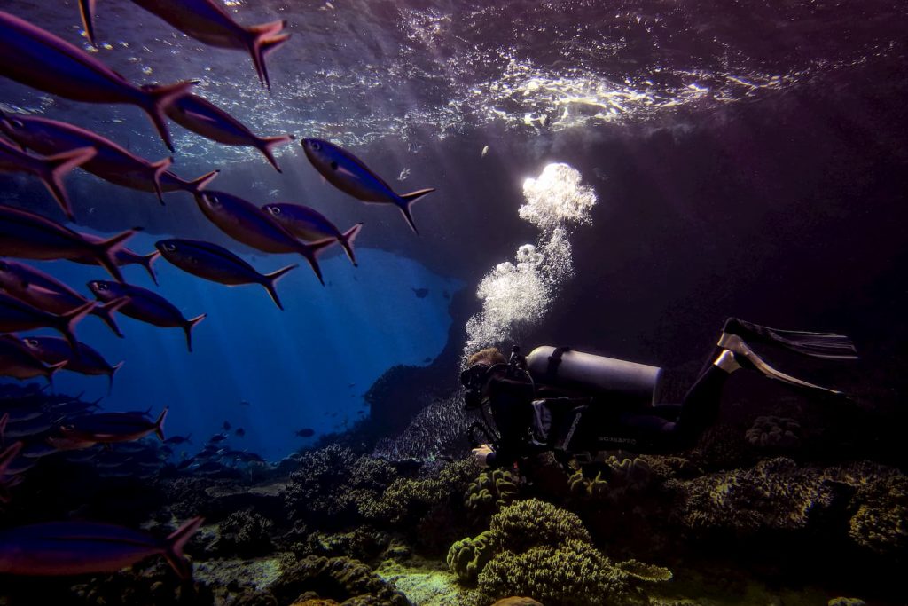 Raja Ampat Diving Underwater