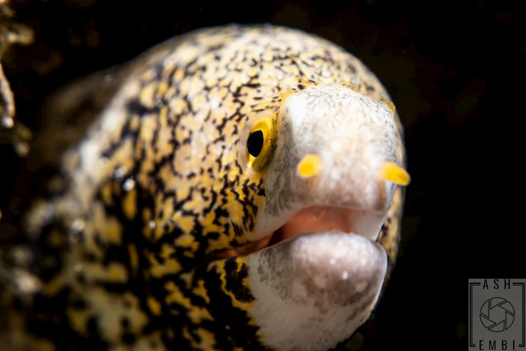 snowflake moray