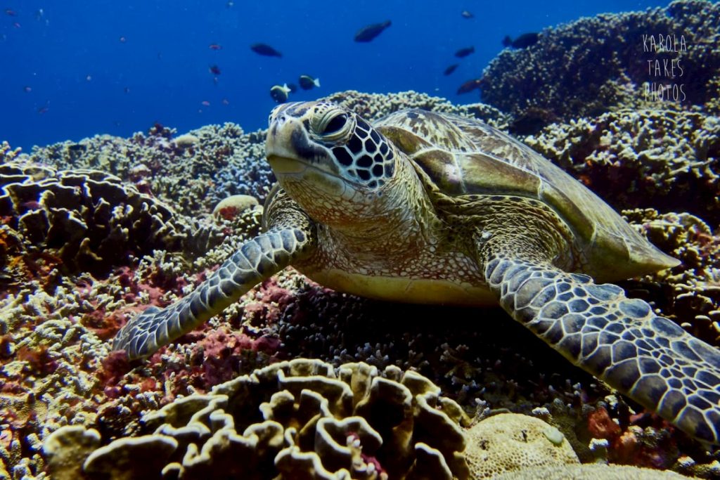 turtle chilling on the reef at Halik