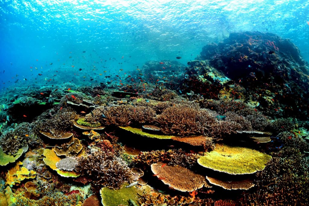 Underwater wildlife indonesia Raja Ampat