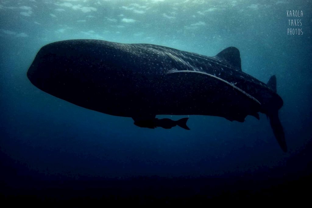 whale shark