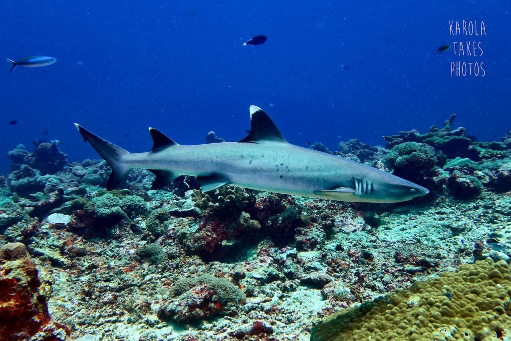 White tip reef shark gili islands