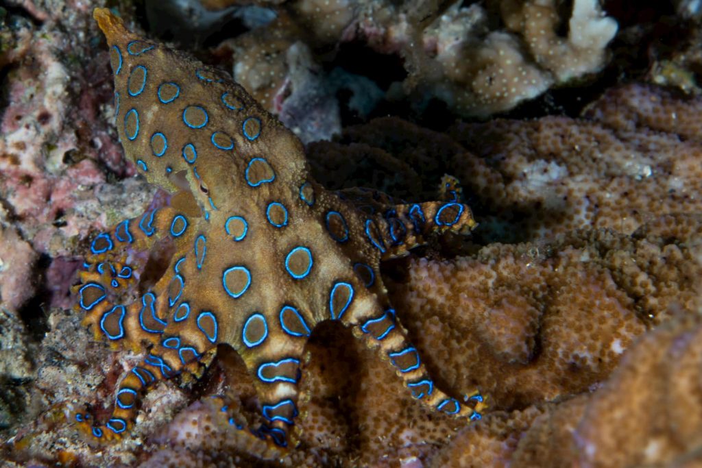 blue-ring-octopus