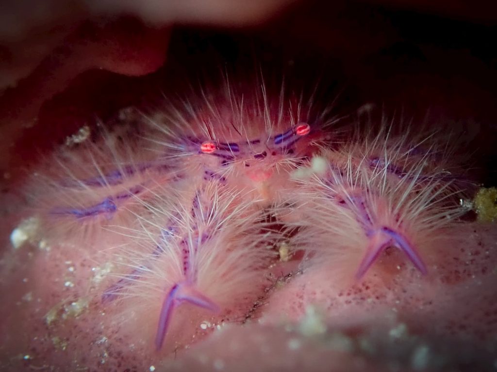 Hairy Squat Lobster