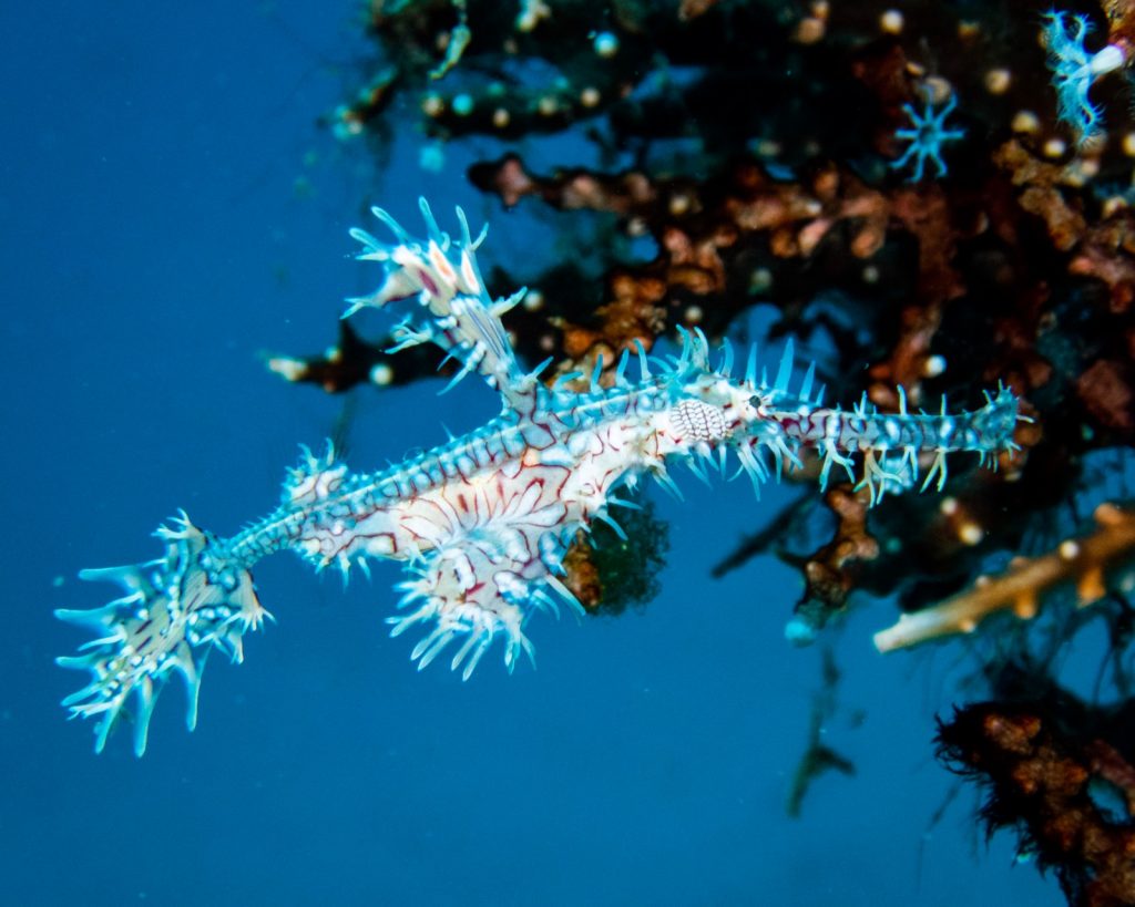 Ornate ghost pipefish