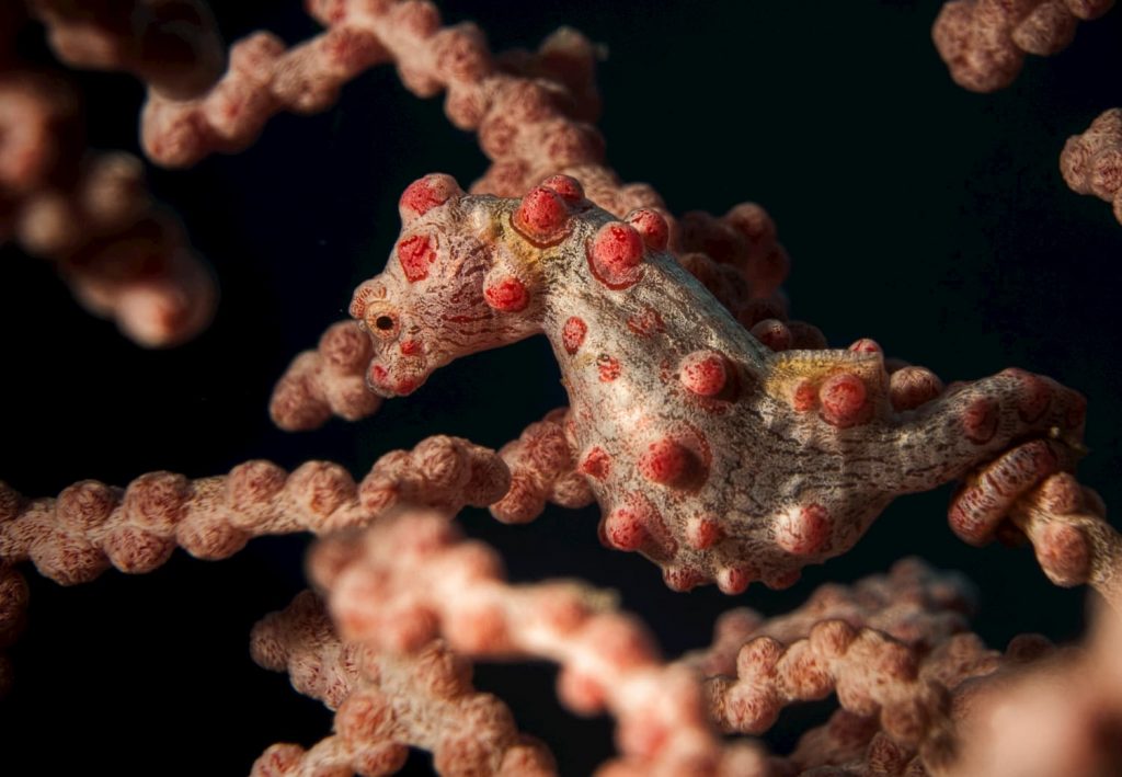 Pigmy seahorse