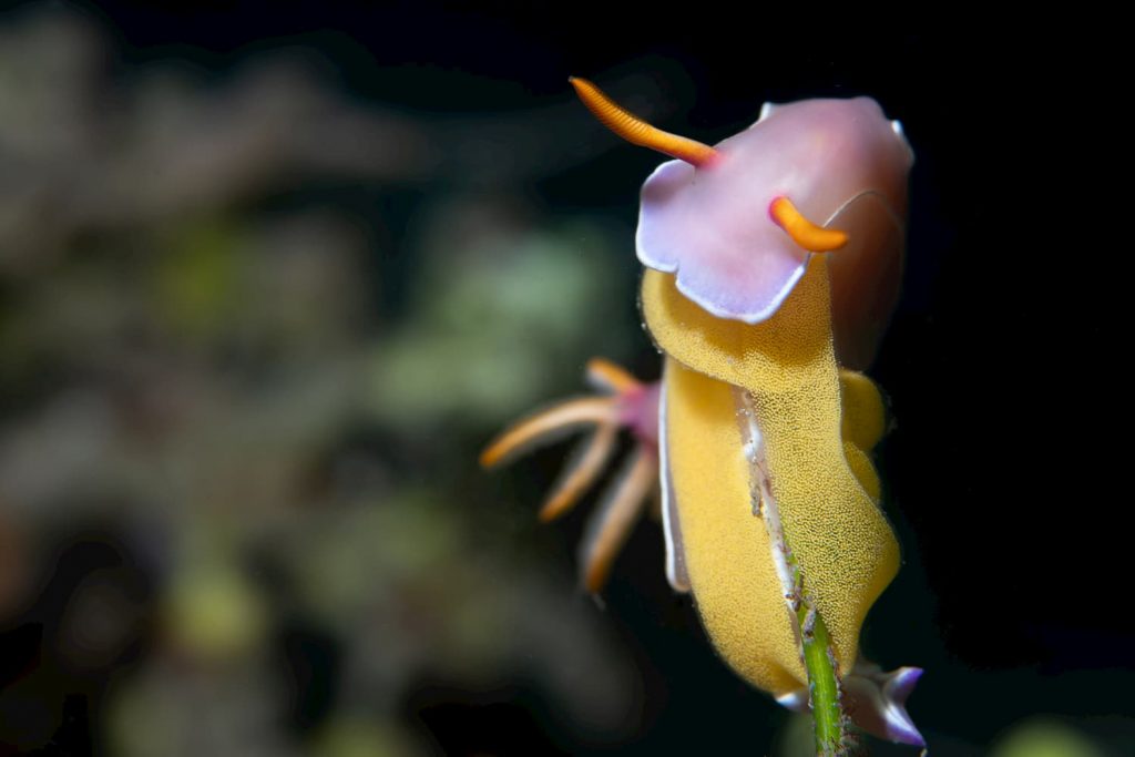 nudibranch lying eggs