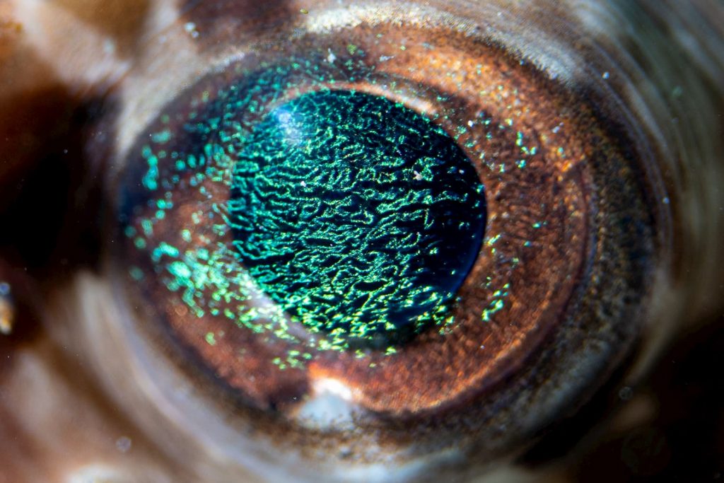 porcupine fish eye - macro diving