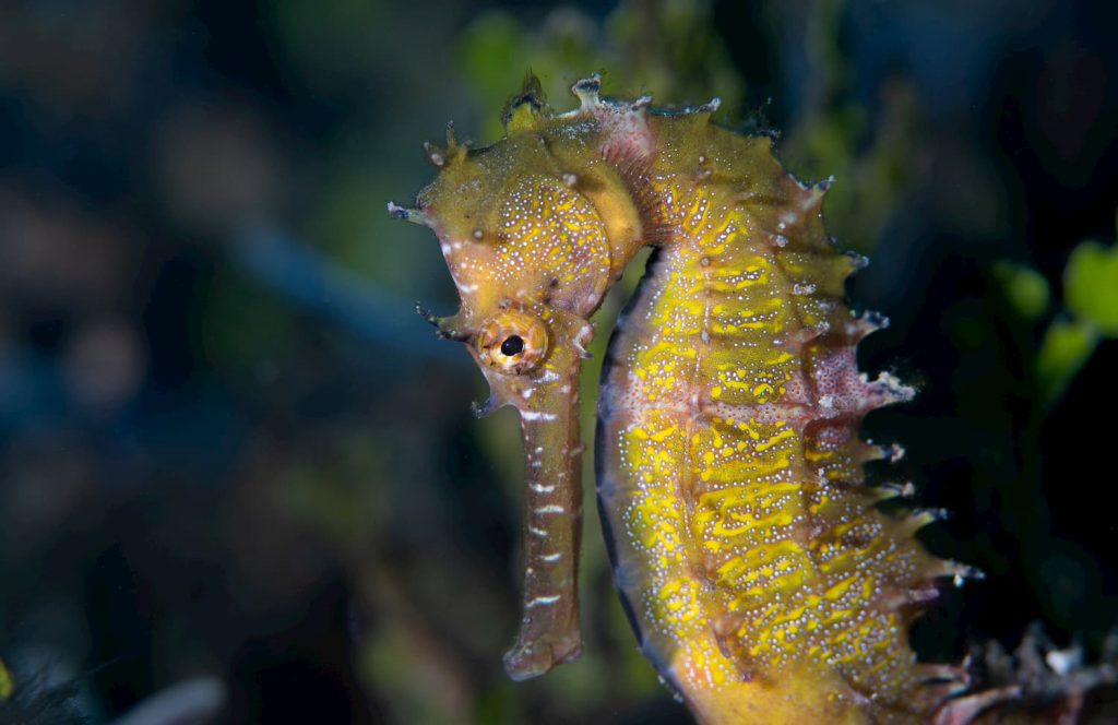 common yellow seahorse 