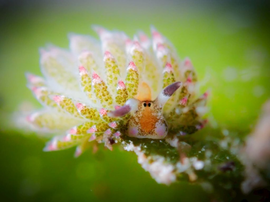 shoun the sheep nudibranch